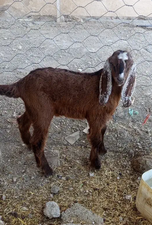 بز و بزغاله|حیوانات مزرعه|گیلان غرب, |دیوار