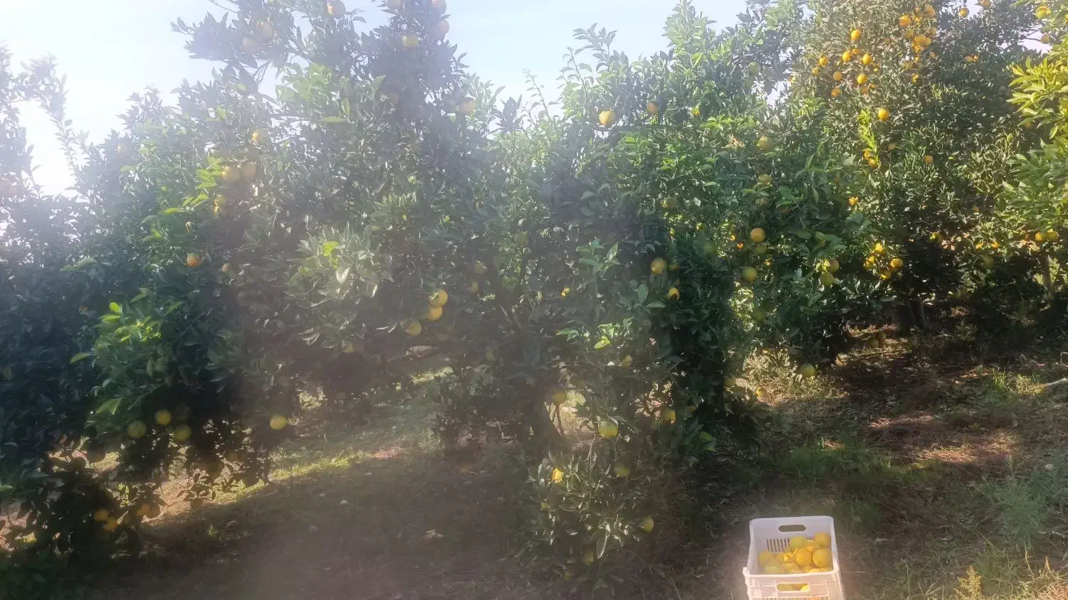 پرتقال تازه مستقیم از باغ|خوردنی و آشامیدنی|قم, محمد آباد|دیوار