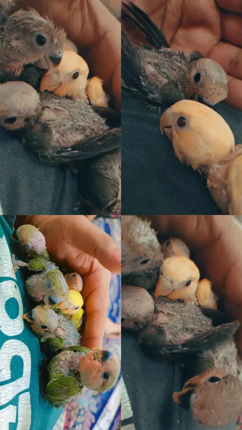 کوتوله سرلاکی|پرنده|کویرات, |دیوار