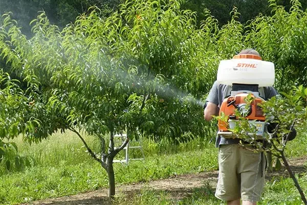 سمپاشی و علف تراشی|خدمات باغبانی و درختکاری|تنکابن, |دیوار