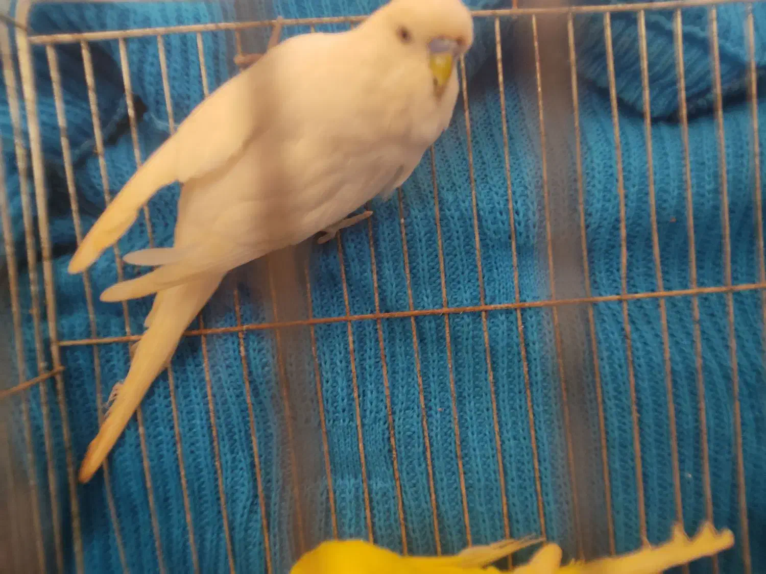 جفت مرغ عشق انگلیسی ۲۰۲۳|پرنده|بابل, |دیوار