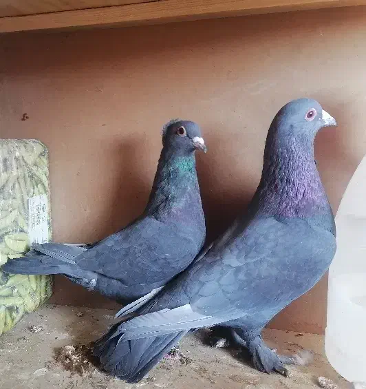 جفت کلاغ ماده کلایی نر پر پا|پرنده|کرمان, |دیوار