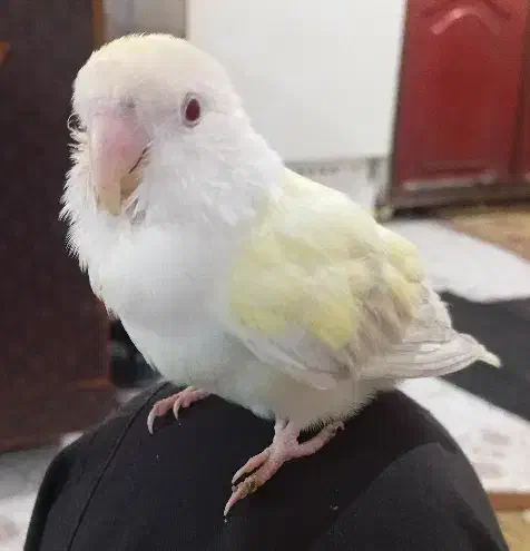 طوطی کوتوله|پرنده|کرباسک, |دیوار