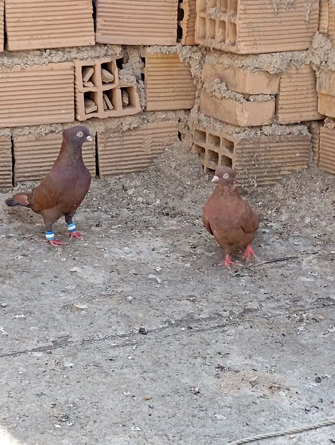 گمشدن|حیوانات|ایذه, |دیوار