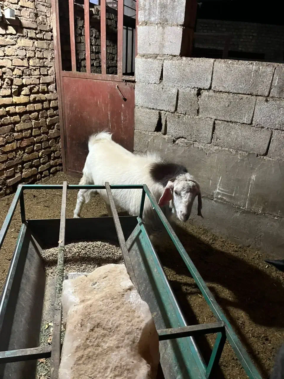 چپش بزنر|حیوانات مزرعه|تفت, |دیوار