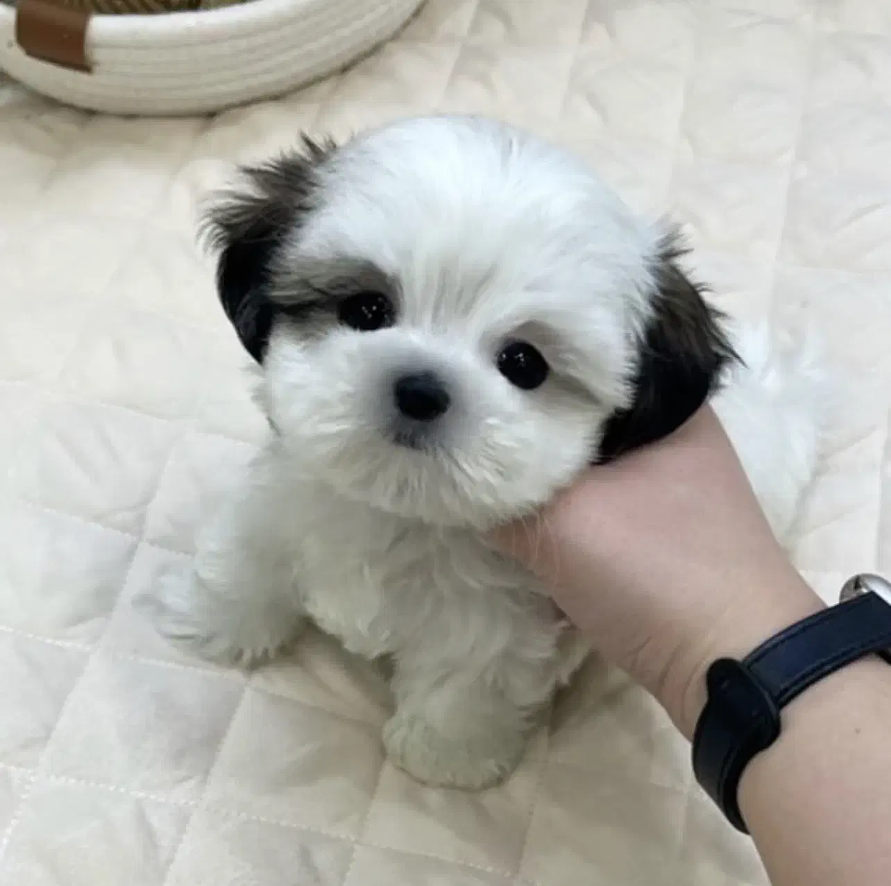 مالتیپو فسقلی|سگ|قم, سیدان|دیوار