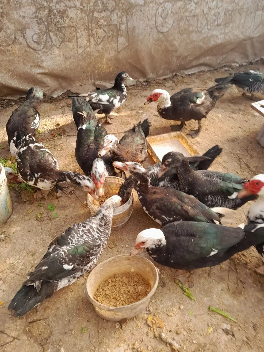 اردک اسرائیلی یا روسی|حیوانات مزرعه|رشت, سیا اسطلخ|دیوار