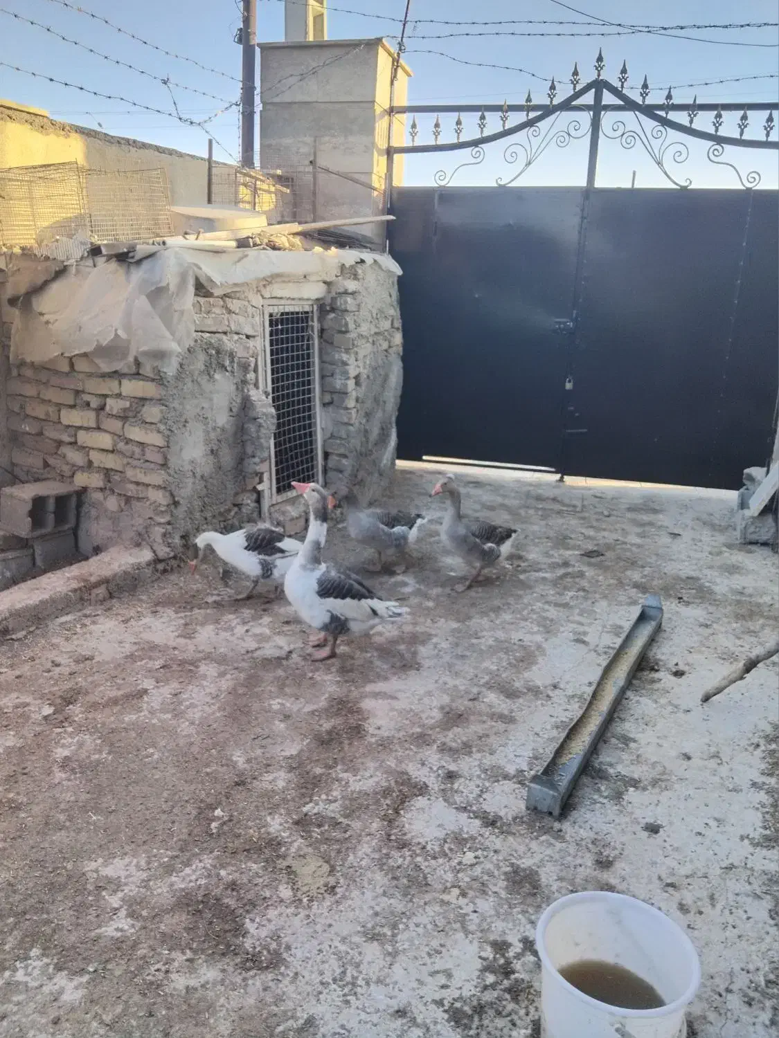 غاز|حیوانات مزرعه|رامجین, |دیوار