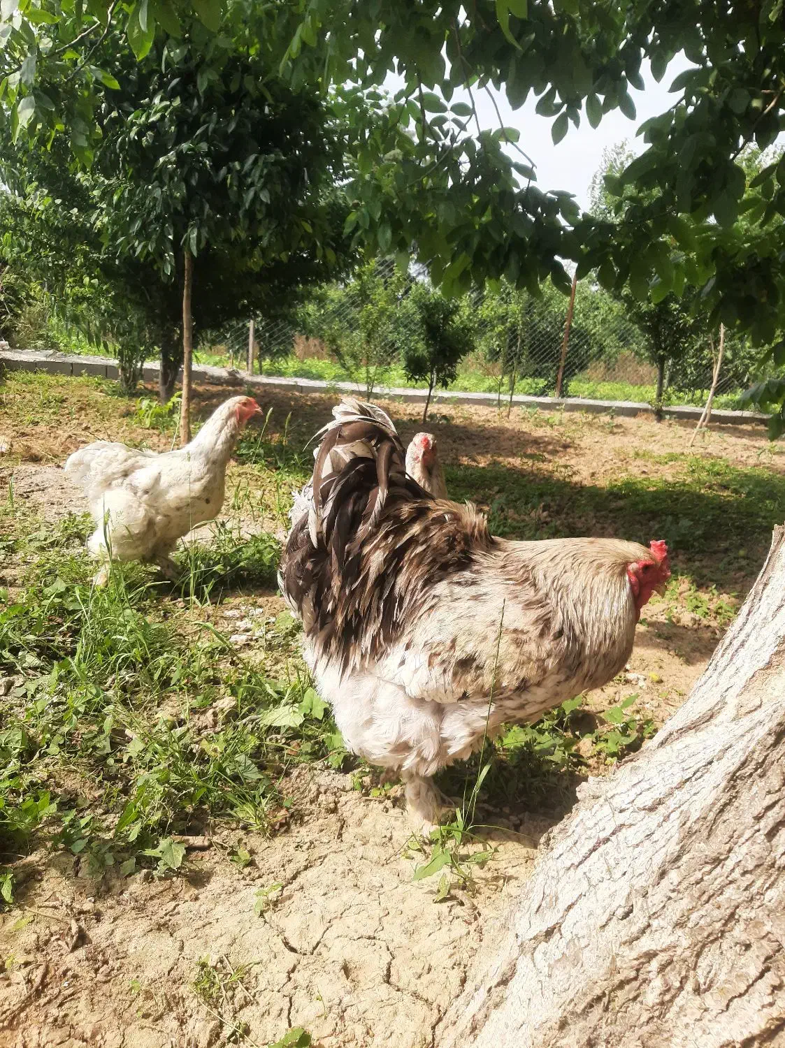 فروش و معاوضه جوجه برهما از پدر مادر وارداتی|حیوانات مزرعه|قائمشهر, |دیوار