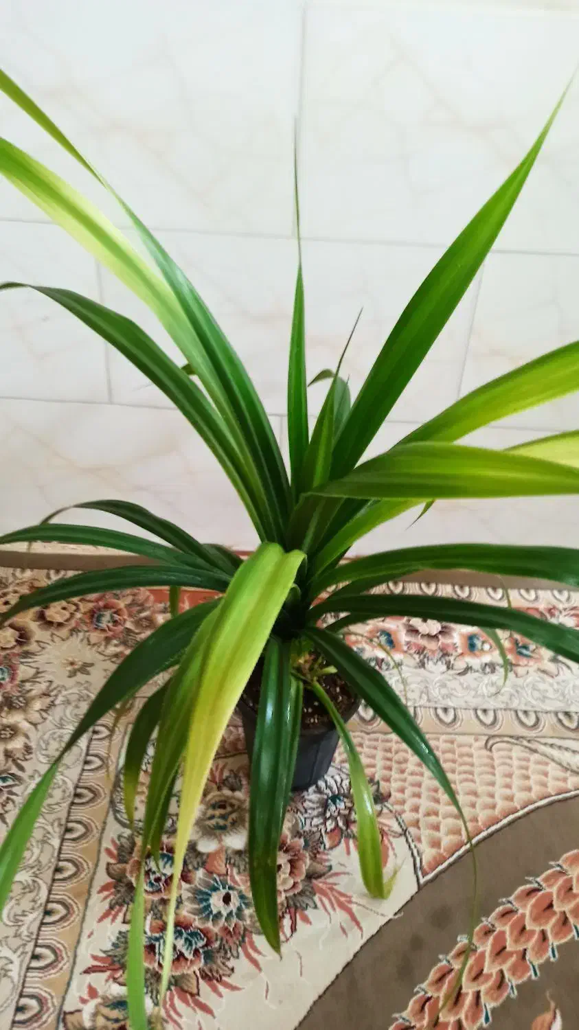 گل پاندانوس|گل و گیاه طبیعی|قزوین, |دیوار