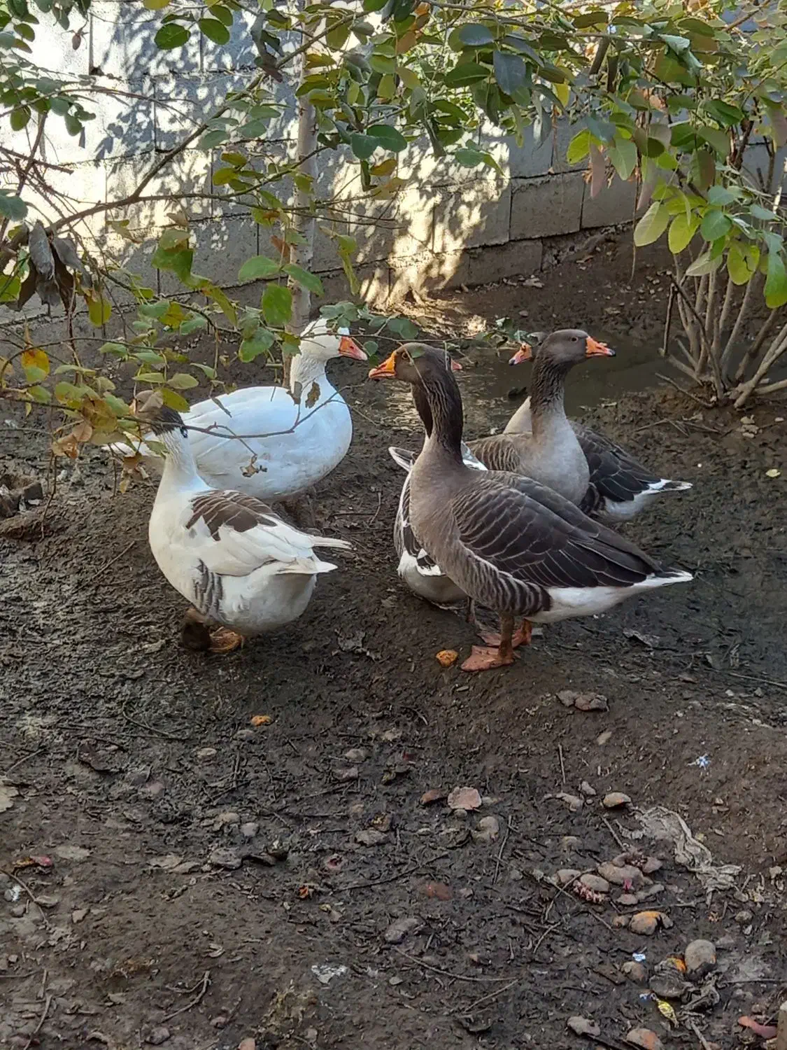 غاز|حیوانات مزرعه|ملایر, |دیوار