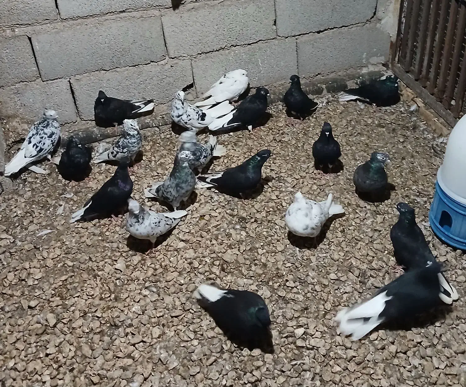 دمسفید ۲۰ عدد|پرنده|خرمشهر, |دیوار