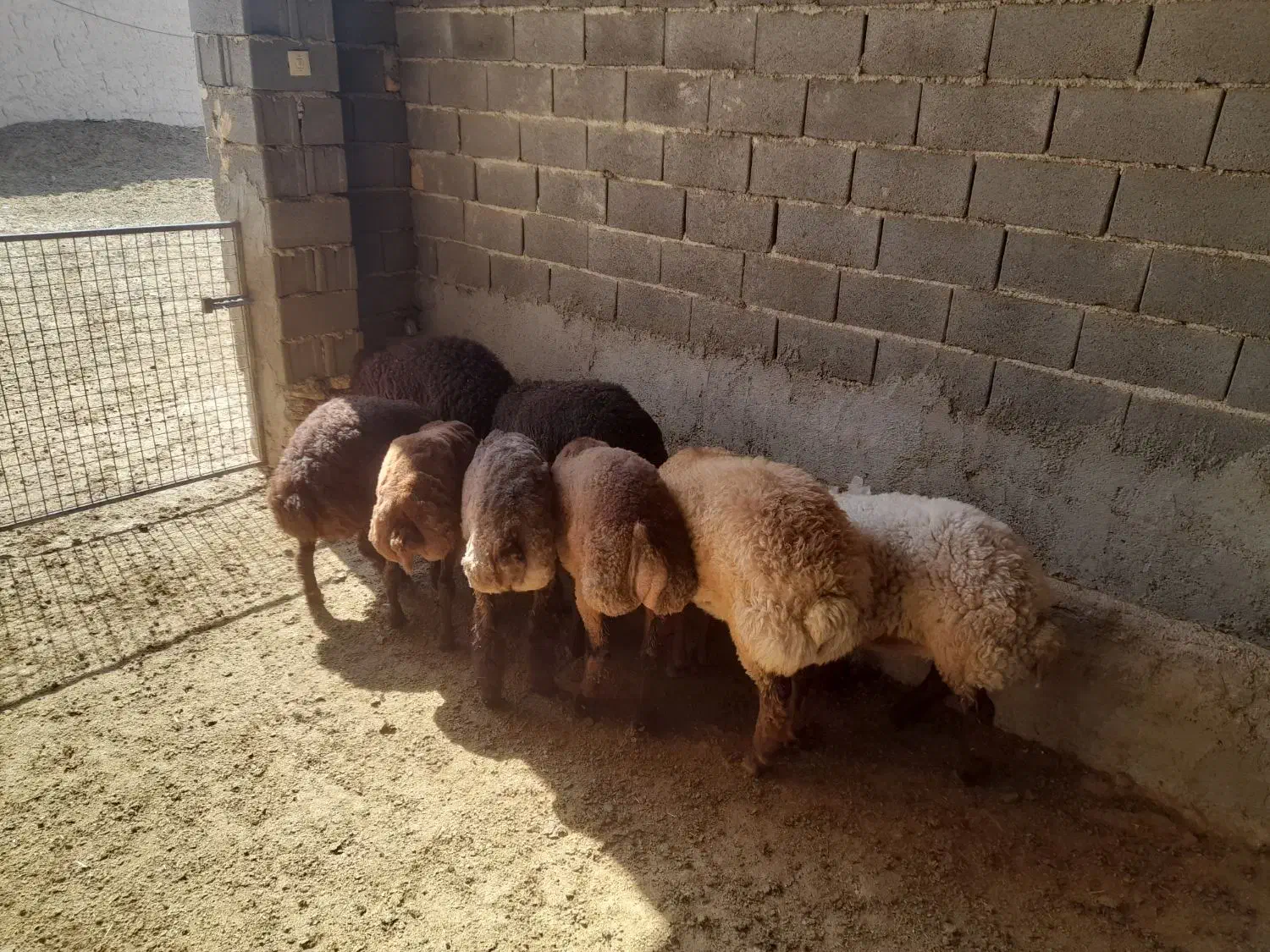 بره ماده همو وهترو|حیوانات مزرعه|قوچان, |دیوار