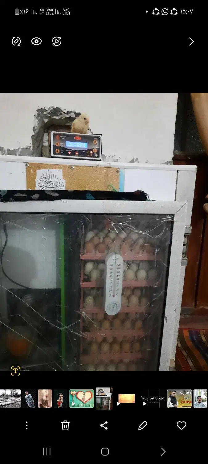 دستگاه جوجه کش 254تایی|ماشین‌آلات صنعتی|زهک, |دیوار