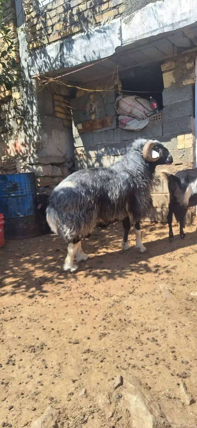 یک راس قوچ افشاری|حیوانات مزرعه|فریدونشهر, |دیوار