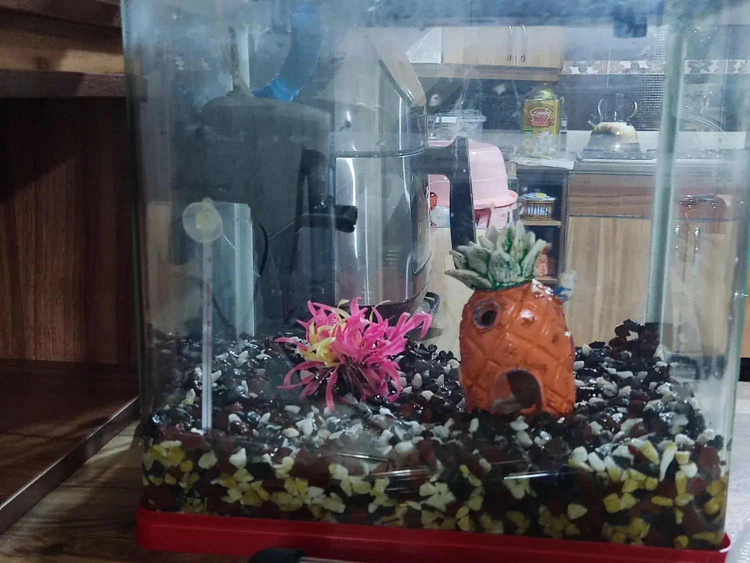 آکواریوم شرکتی با همه وسایل|ماهی|شیراز, کوشک میدان|دیوار