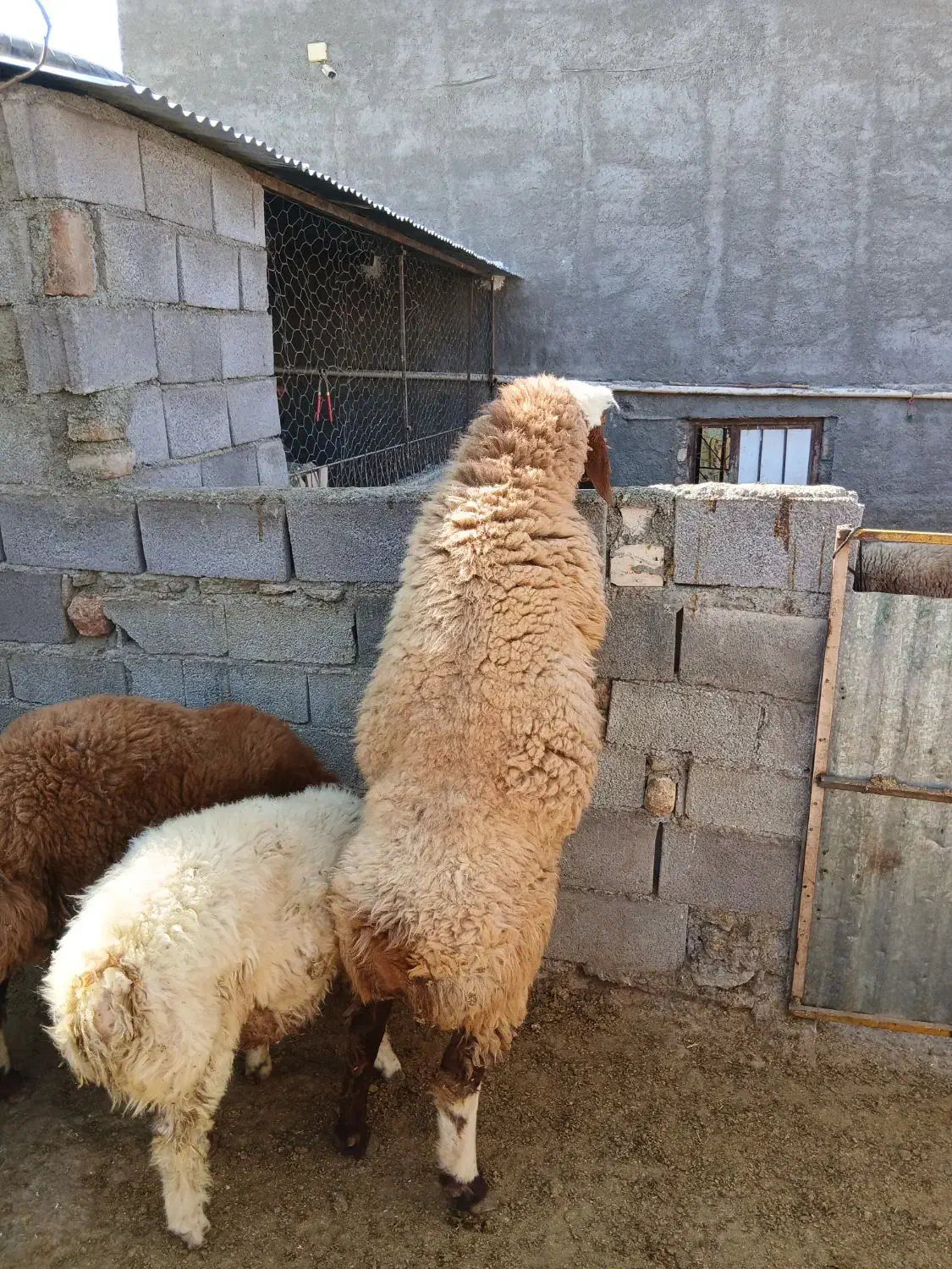 قوچ|حیوانات مزرعه|کنگاور, |دیوار
