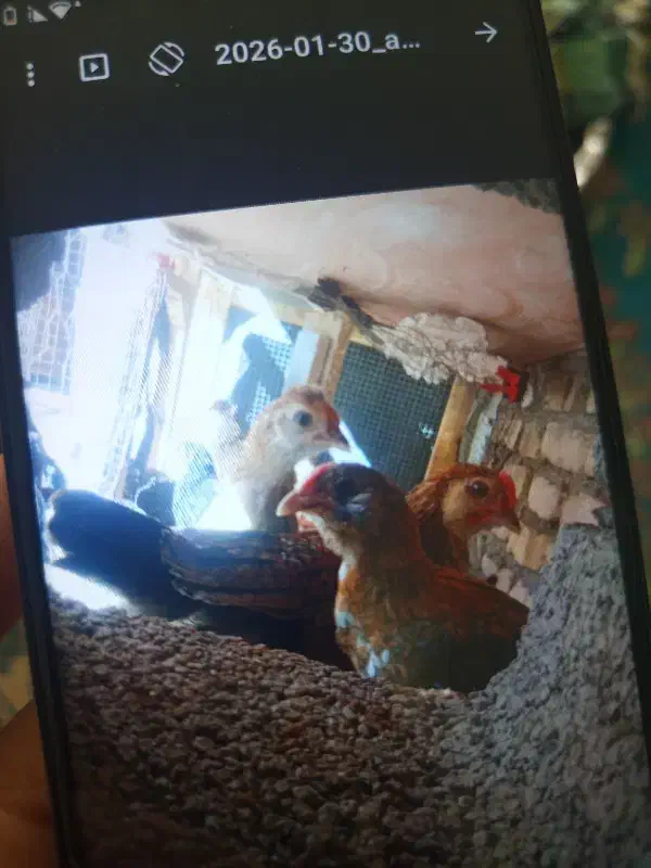 جوجه اوشامو|حیوانات مزرعه|یزد, |دیوار