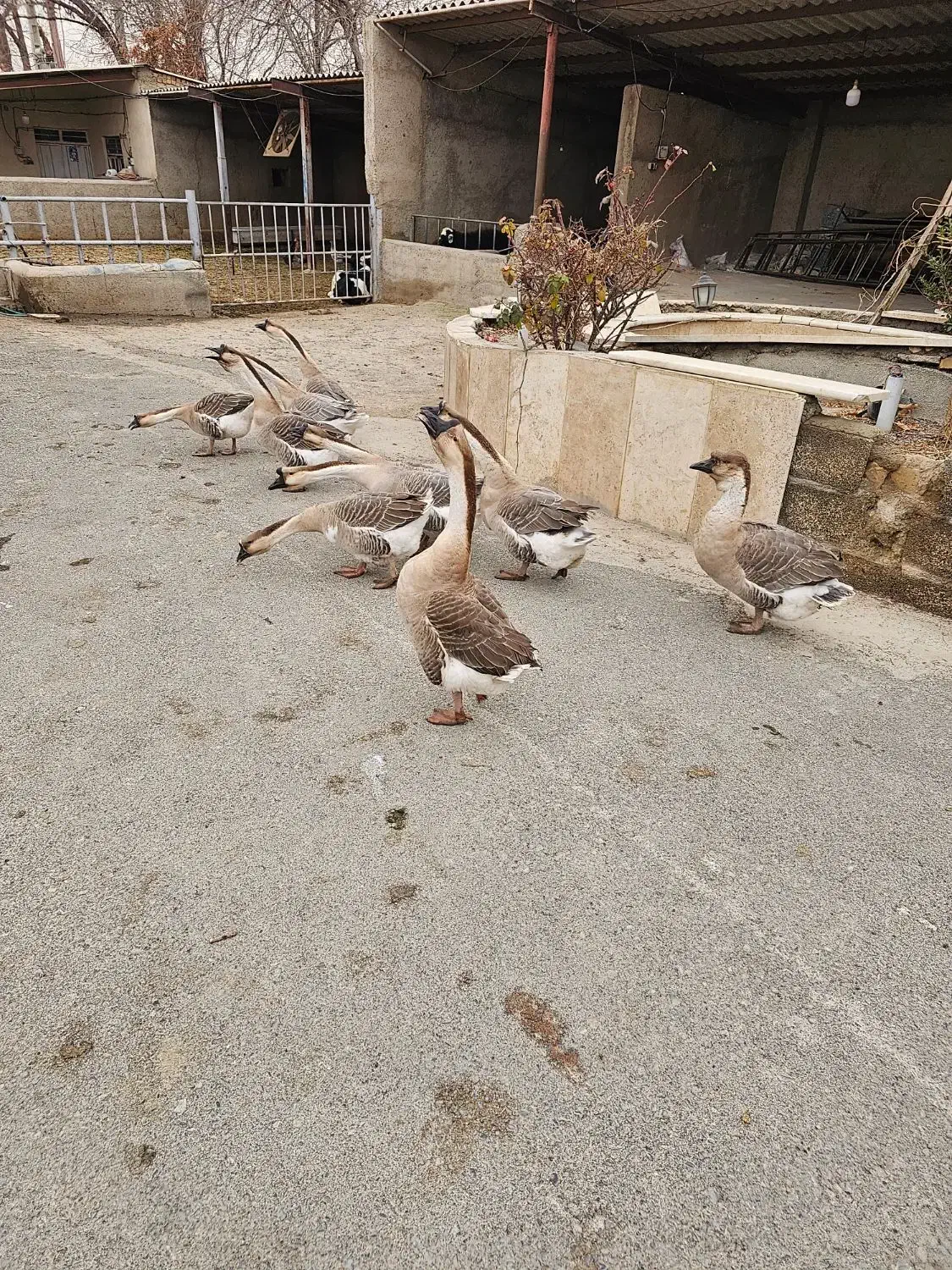 قوقاز|حیوانات|شهریار, شهرک امیریه|دیوار