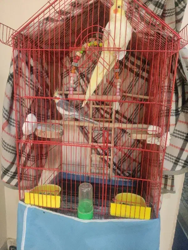 عروس هلندی|پرنده|شاهینشهر, عطار|دیوار