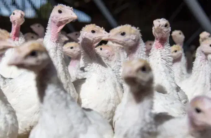 جوجه یک روزه گوشتی و بوقلمون بیوتی و برنز|حیوانات مزرعه|شیراز, حومه شیراز|دیوار