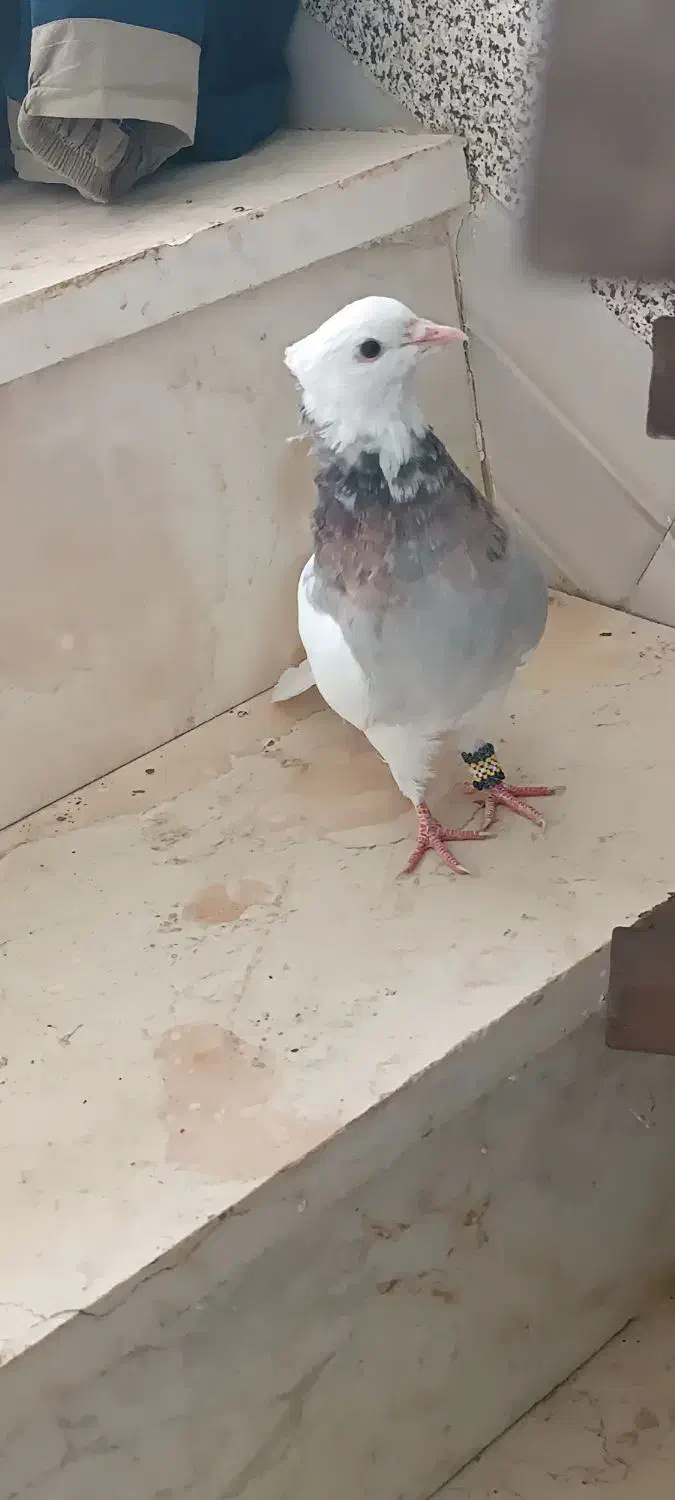 کفتر|پرنده|لردگان, |دیوار