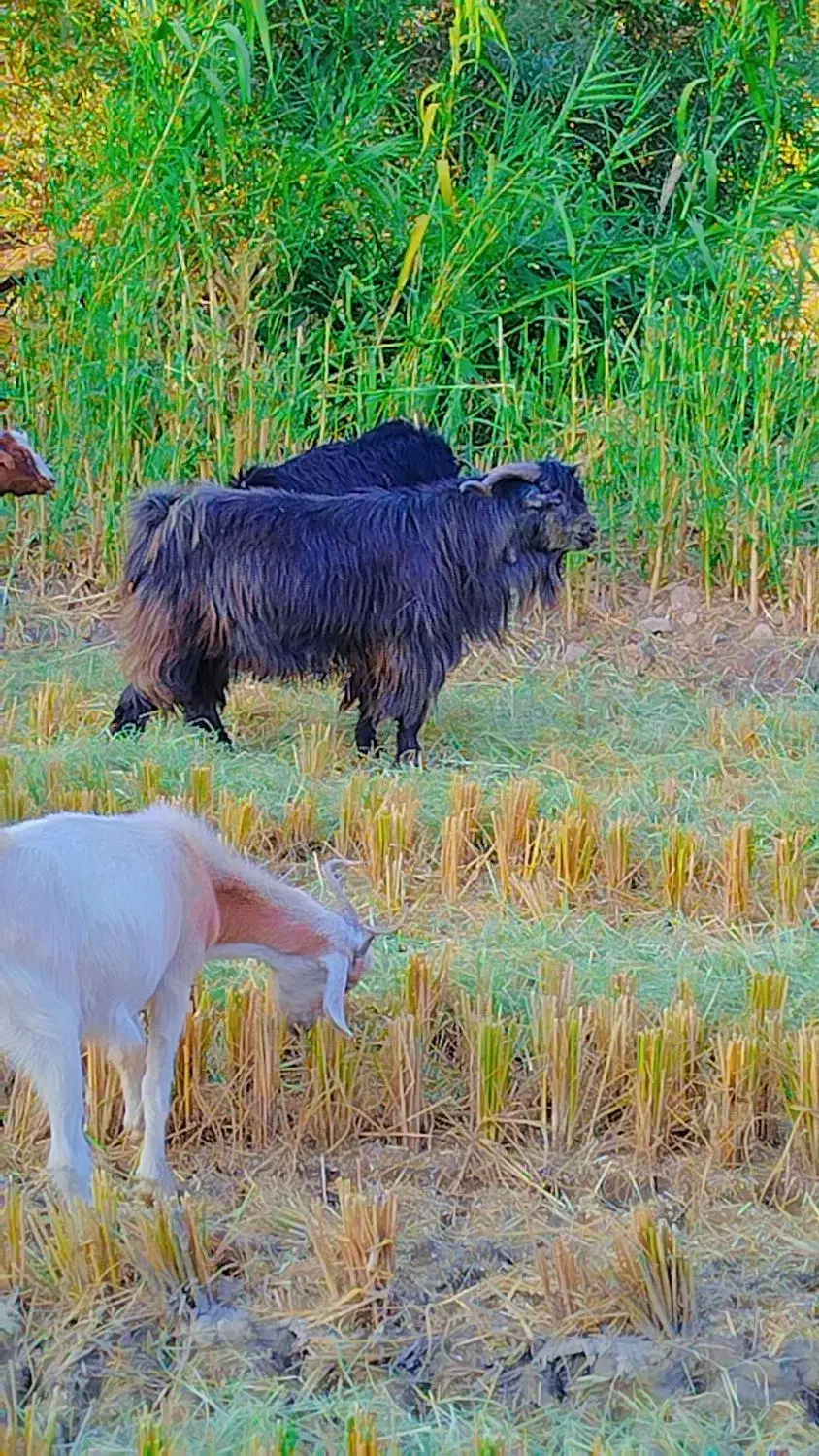 نربز .دره شهر|حیوانات مزرعه|دره شهر, |دیوار