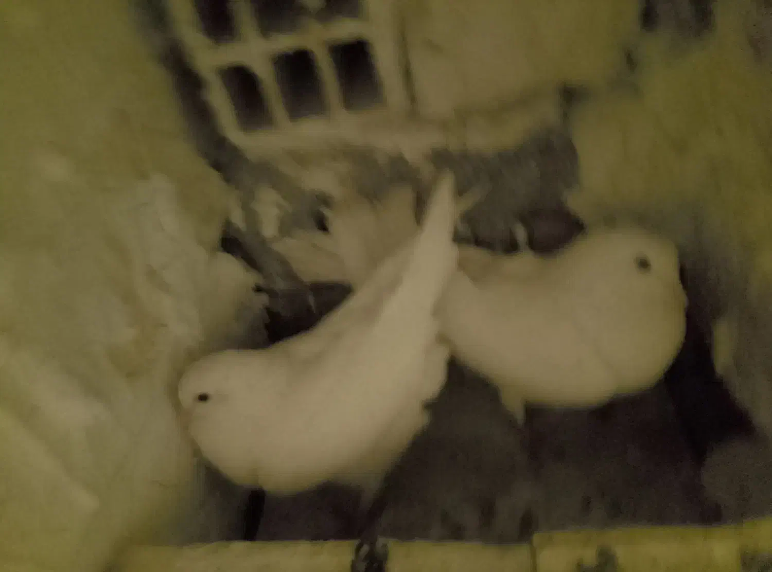 کبوتر سفید پاک|پرنده|اردکان, |دیوار