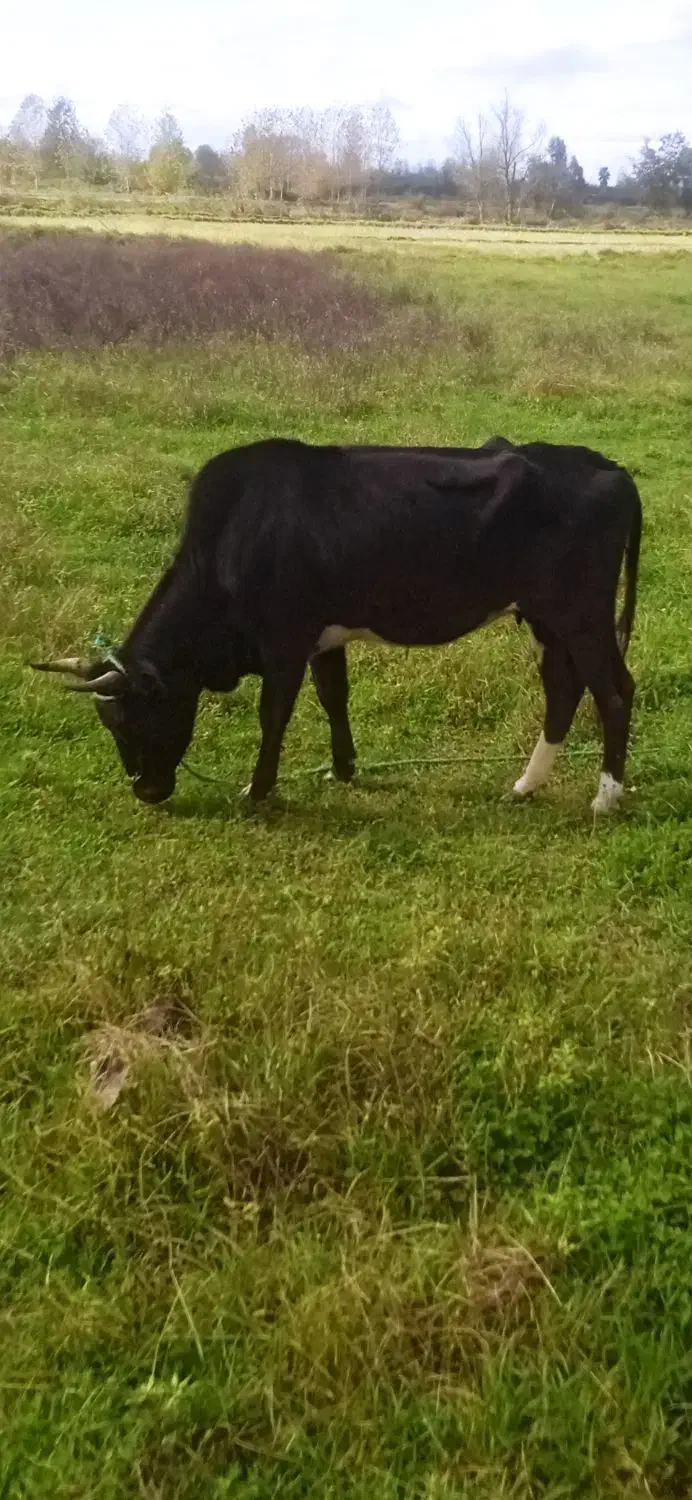 گاو دوگ محلی|حیوانات مزرعه|سنگر, |دیوار