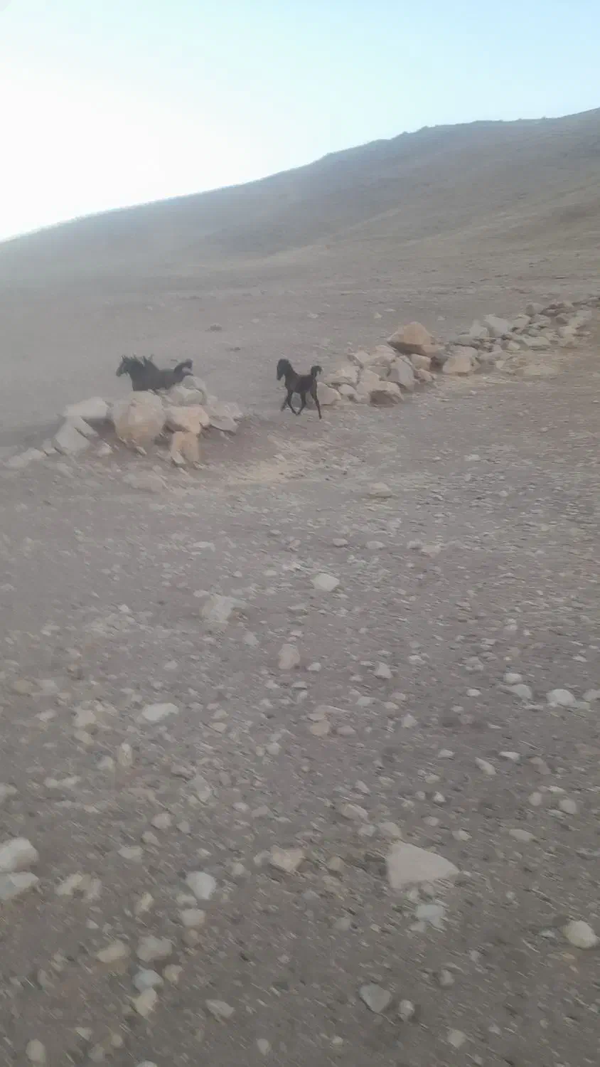 کره نر ۶ماهه پر خون و درشت|اسب و تجهیزات اسب‌سواری|اسدآباد, |دیوار