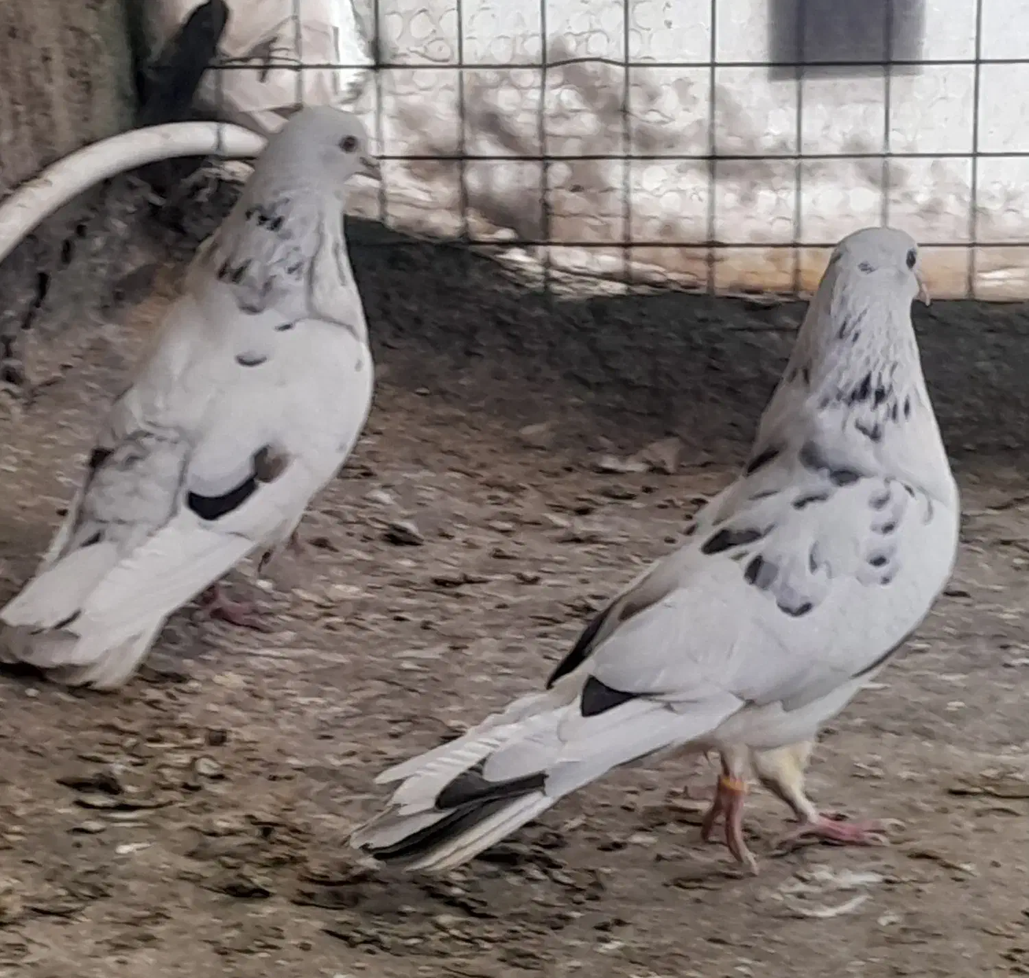 کفتر پرشی|پرنده|دلیجان, |دیوار