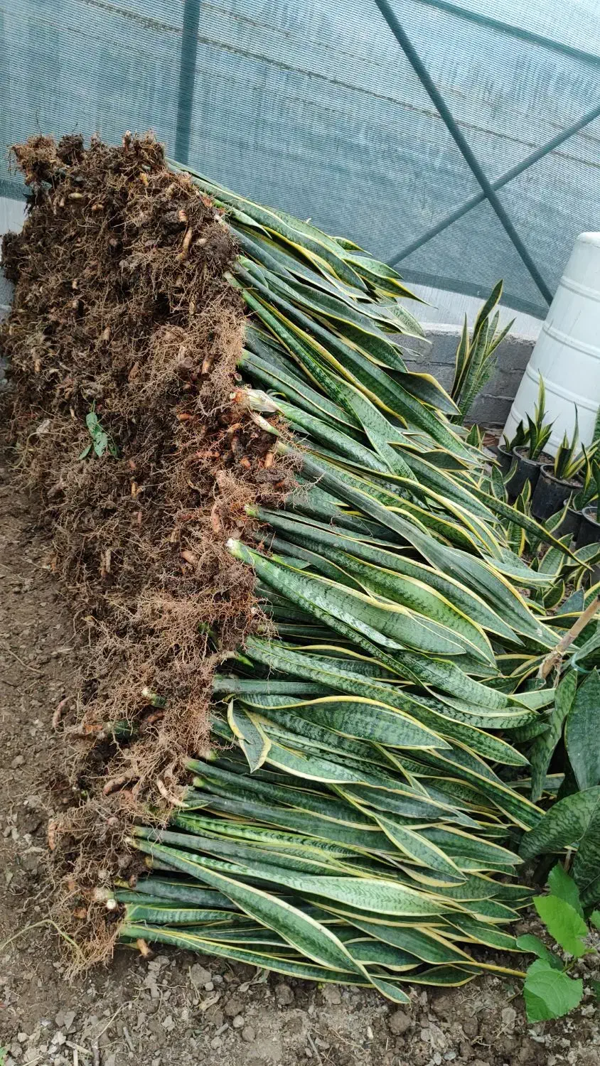 فروش سانسوریا شمشیری|گل و گیاه طبیعی|قائمشهر, |دیوار