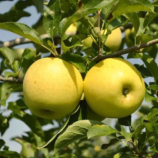 سیب درج یک|عمده‌فروشی|اهر, |دیوار