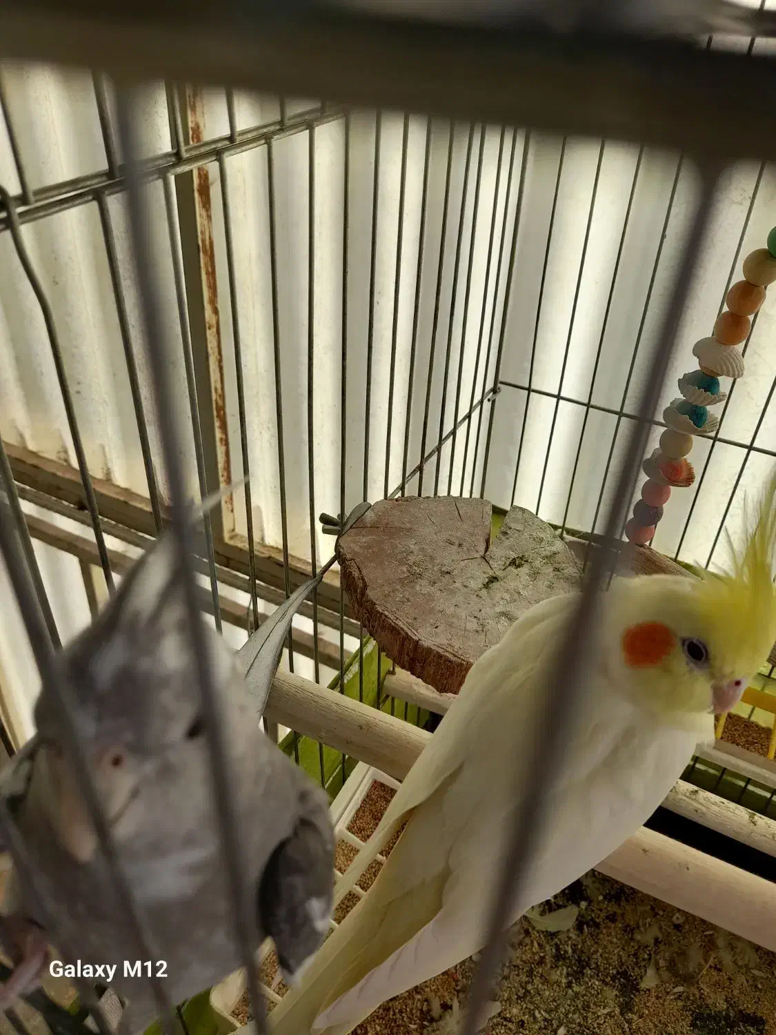 یک جفت عروس هلندی|پرنده|ری, دولتآباد|دیوار