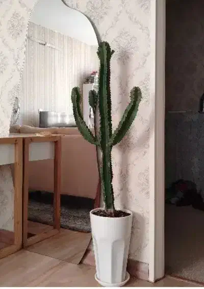 گل کاکتوس گیاه آپارتمانی|گل و گیاه طبیعی|کرج, کمال‌شهر|دیوار