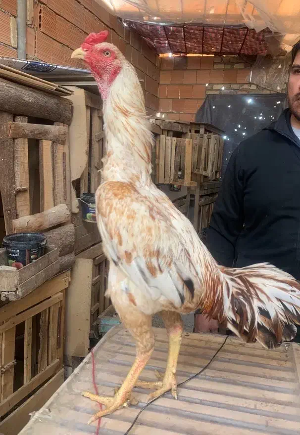 خروس لاری|حیوانات مزرعه|تهران, تهرانپارس جنوبی|دیوار