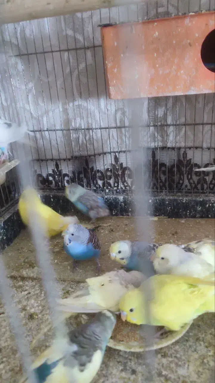 مرغ عشق|پرنده|مشهد, یاس|دیوار