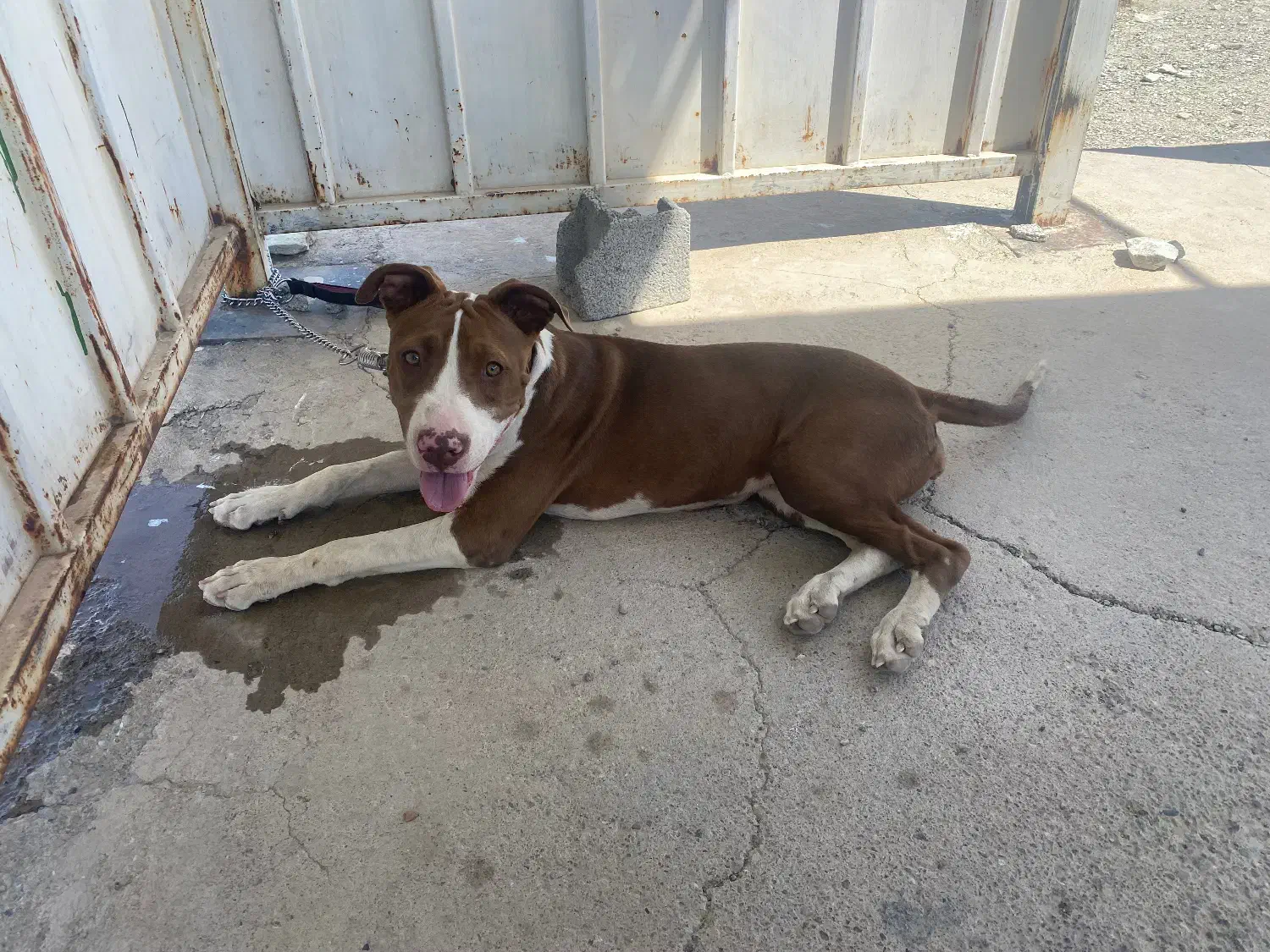 سگ گم شده|حیوانات|قزوین, |دیوار