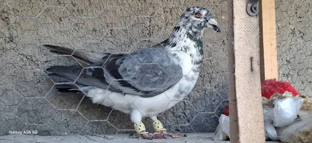 قره کرمونی .بزک|پرنده|کاشان, شهرک صنعتی امیرکبیر ۲|دیوار