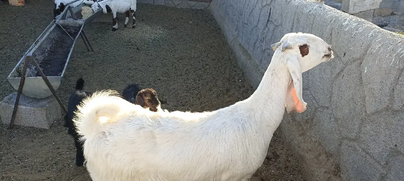 بز گلابی پاکستانی|حیوانات مزرعه|خمینی‌شهر, |دیوار