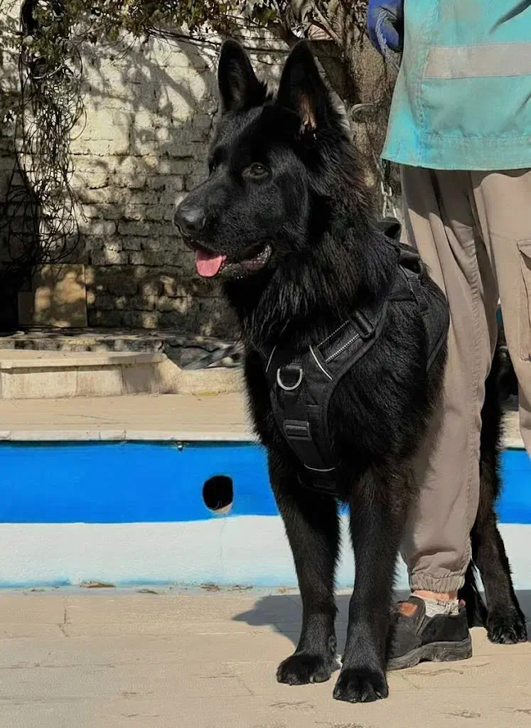 سگ ژرمن شپرد بلک نر جثه درشت تربیت شده فی ۵۰ م ت|سگ|تهران, تهرانسر شرقی|دیوار