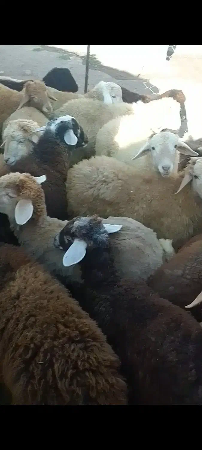 ۳۵۵۰۰۰۰۰|حیوانات مزرعه|سرعین, |دیوار