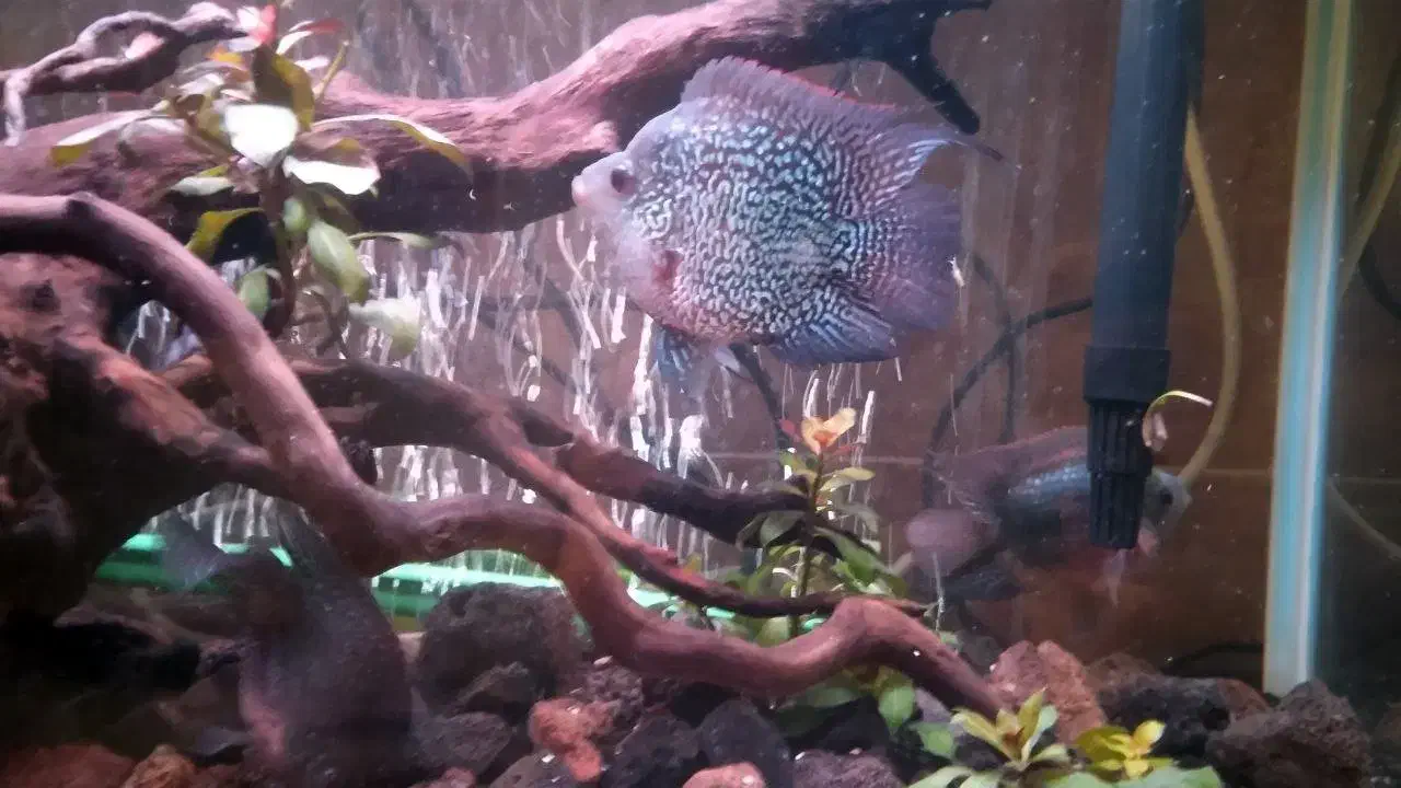 ماهی فلاور|ماهی|تهران, یاخجی آباد|دیوار