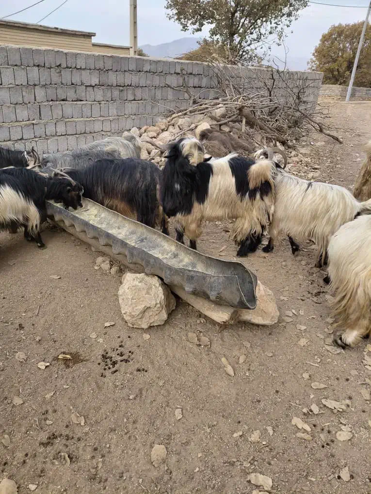 فروشی|حیوانات مزرعه|میانکوه, |دیوار