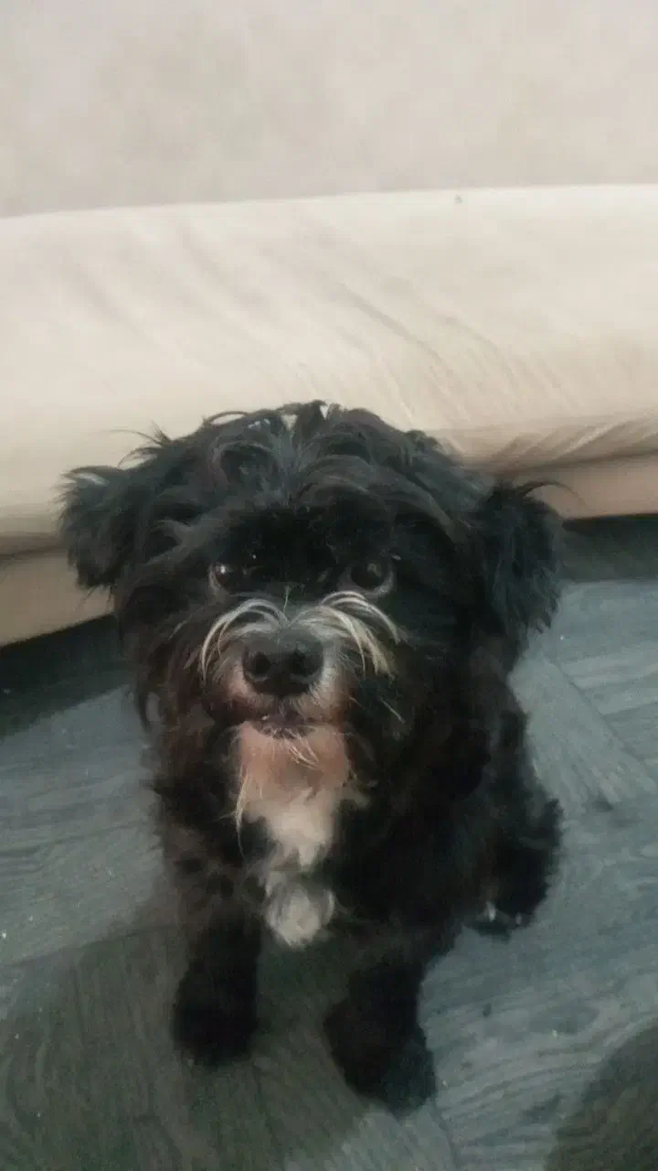 واگذاری سگ شیتزو فقط به خانوم|سگ|رشت, شهریاران|دیوار