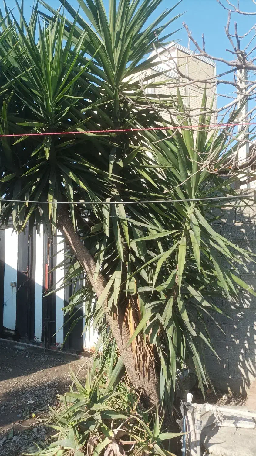 گل یوکا فروشی|گل و گیاه طبیعی|تالش, هشتپر|دیوار