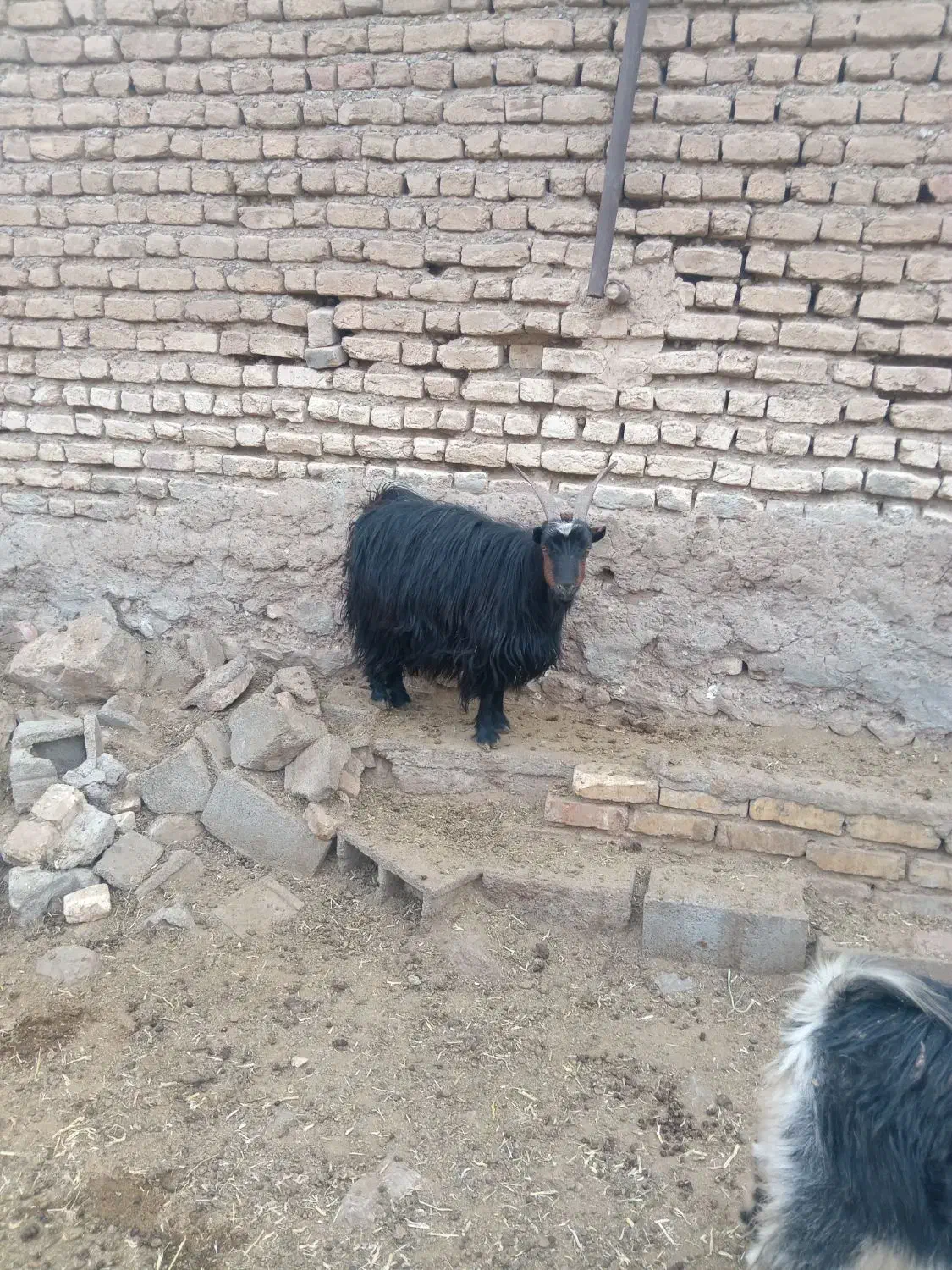 بز آبستن نزدیک|حیوانات مزرعه|درودزن, |دیوار