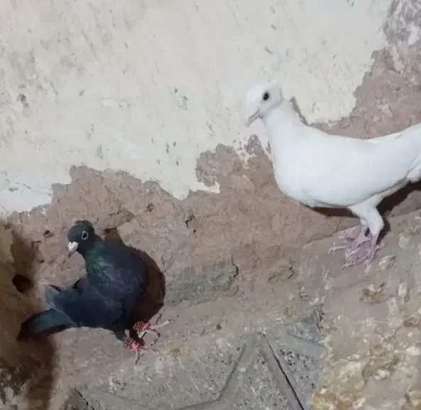 کبوتر|پرنده|زاوه, |دیوار