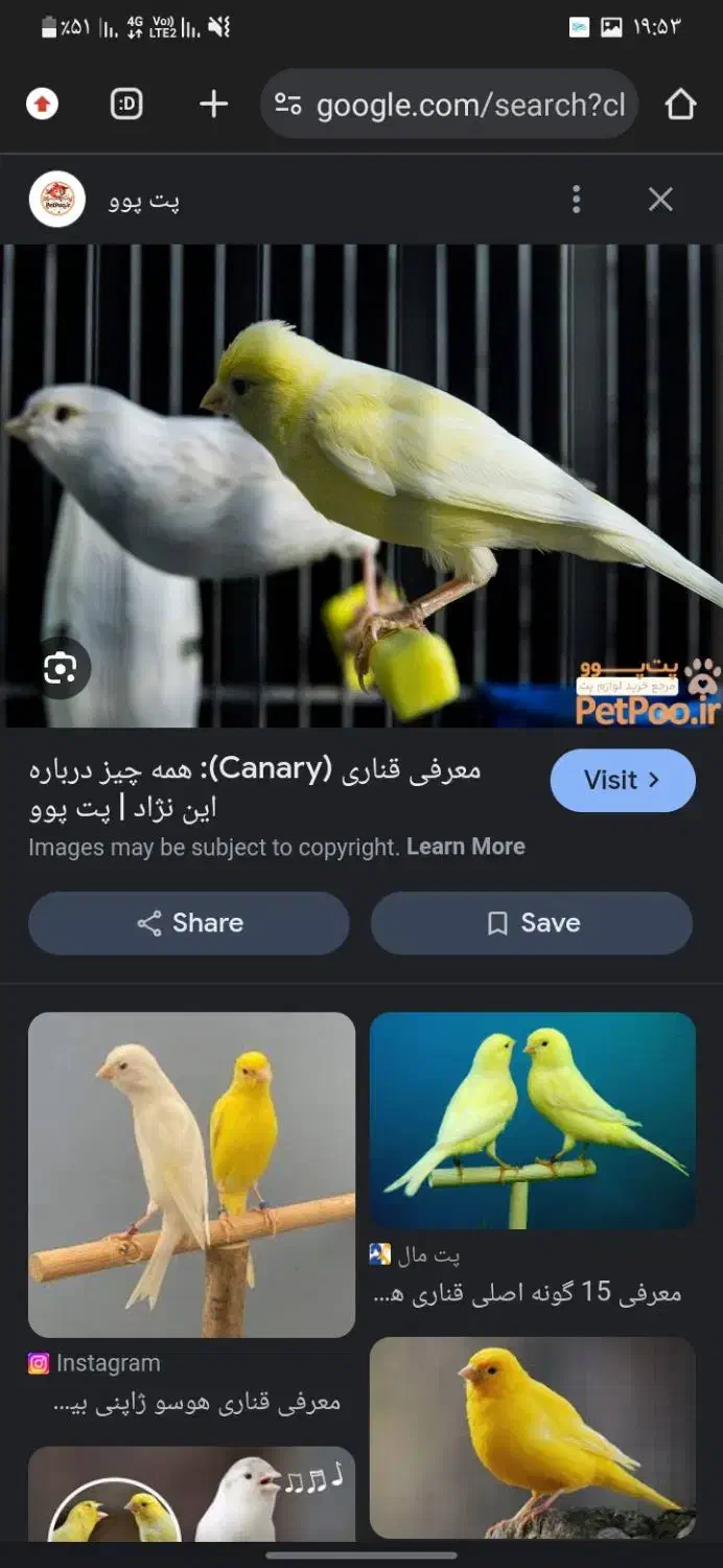 من پرنده دارم و اگه قناری داری نمیخایش بیا بخون|پرنده|بندرعباس, |دیوار