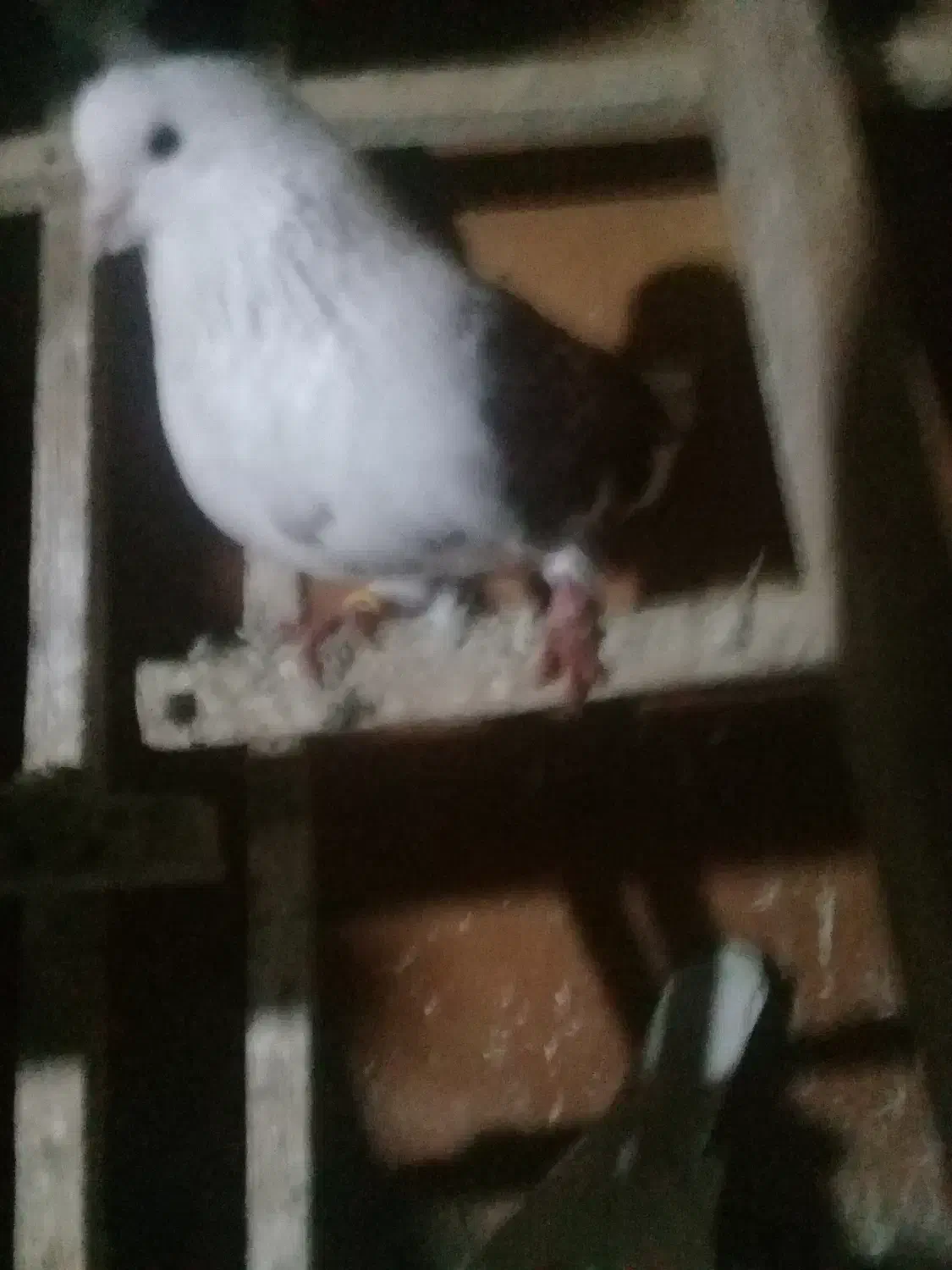 کبوتردوبال قرمز نر|پرنده|لاهیجان, بازکیاگوراب|دیوار